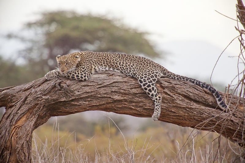 Time Safaris